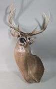 White-Tailed Deer Taxidermy Mount, 8 Point, Approx 18" Span Between Antlers