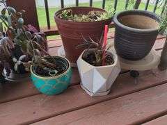 Decorative Plant Pots and Indoor Plants