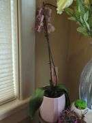 Eclectic Home Decor and Collectibles Assortment