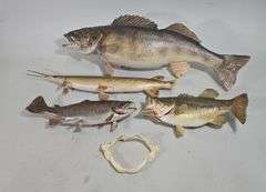 Taxidermy Mounted Fish, Includes Longnose Gar, Walleye, Largemouth Bass, And Rainbow Trout, Total Qty 4, And Shark Jaw