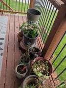 Decorative Plant Pots and Indoor Plants