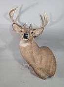 White-Tailed Deer Taxidermy Mount, 9 Point, Approx 18.5" Span Between Antlers
