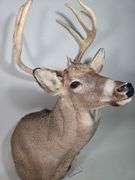 White-Tailed Deer Taxidermy Mount, 9 Point, Approx 15" Span Between Antlers