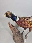 Ringneck Pheasant Taxidery, Approx 35" Long