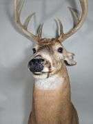 White-Tailed Deer Taxidermy Mount, 8 Point, Approx 16" Span Between Antlers