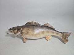 Taxidermy Mounted Fish, Includes Longnose Gar, Walleye, Largemouth Bass, And Rainbow Trout, Total Qty 4, And Shark Jaw