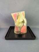 Anatomical Human Body Model Collection And More