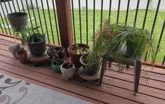 Decorative Plant Pots and Indoor Plants