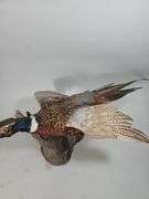 Ringneck Pheasant Taxidery, Approx 35" Long