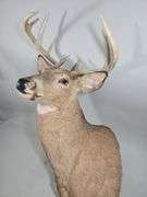 White-Tailed Deer Taxidermy Mount, 9 Point, Approx 18.5" Span Between Antlers