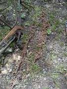 Bicycle Frame, Toy Wagon Frame, And Tire Chains