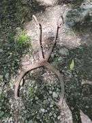 Iron Log Tongs / Ice Tongs