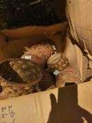 Baskets and Decorative Items