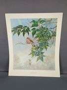 Bernard Martin Signed Bird Prints