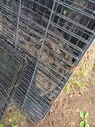 Wire Dog Cages, Qty 2