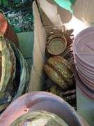 Various Flower Pots and Decorative Baskets