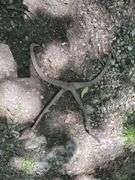 Iron Log Tongs / Ice Tongs