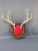 Deer Antler Mounts