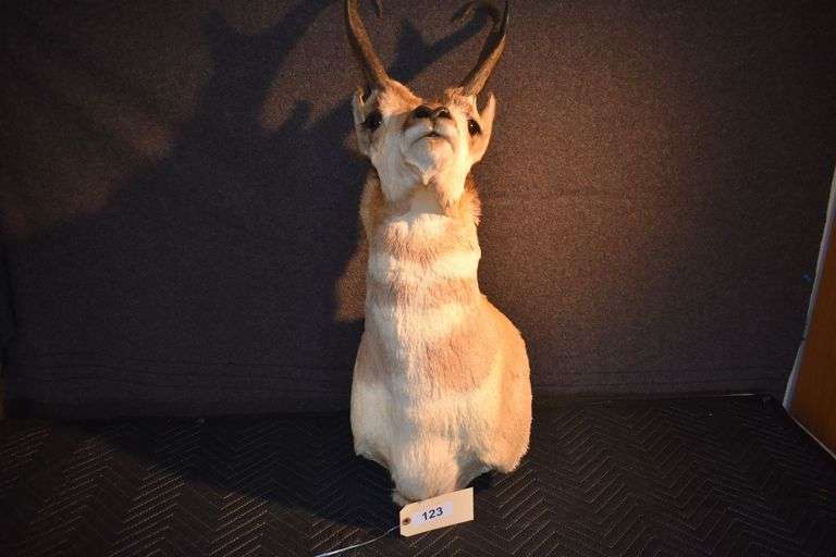 Pronghorn