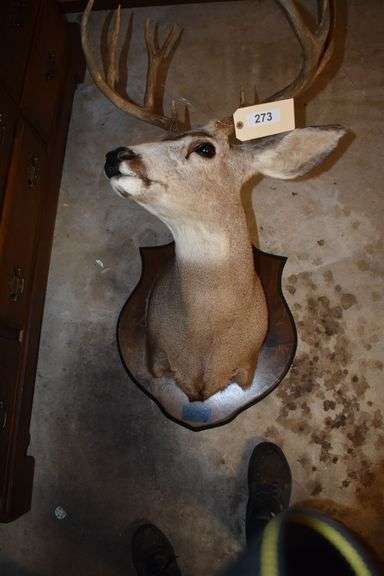 10 point mule deer bust