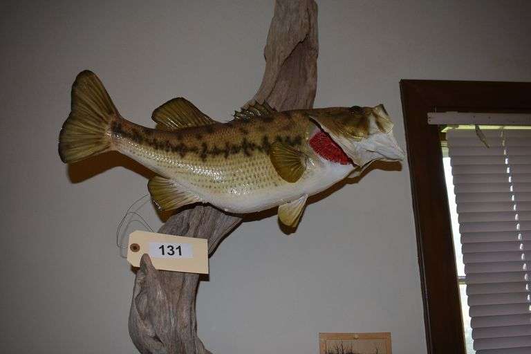Large mouth bass mounted on driftwood