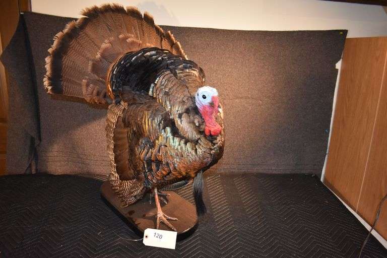 Turkey mount