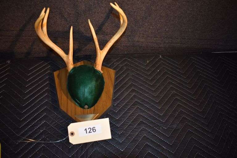 8 point antlers