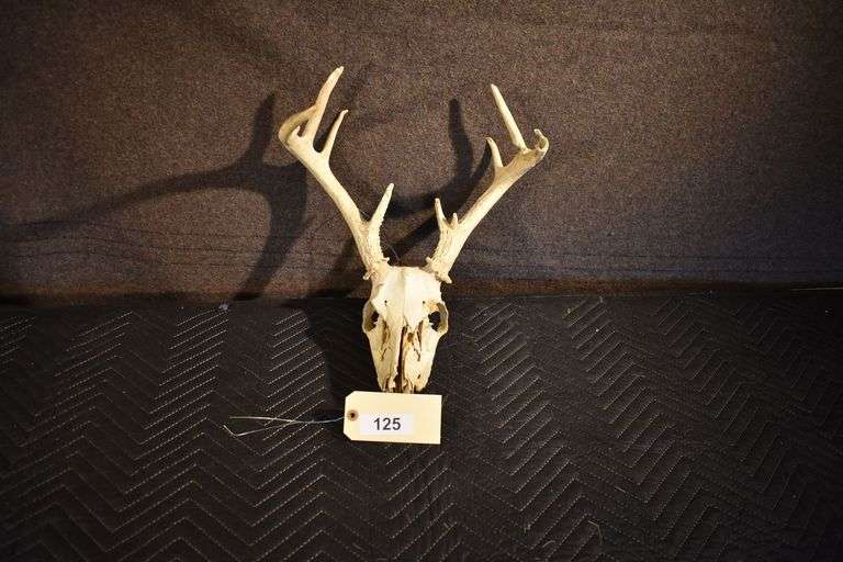 8 point buck skull