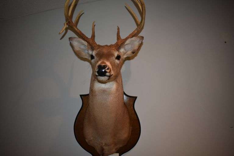 9 point Whitetail buck