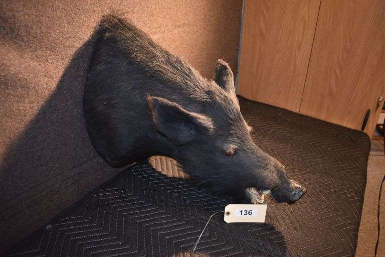 Boar's head (2 pictures)