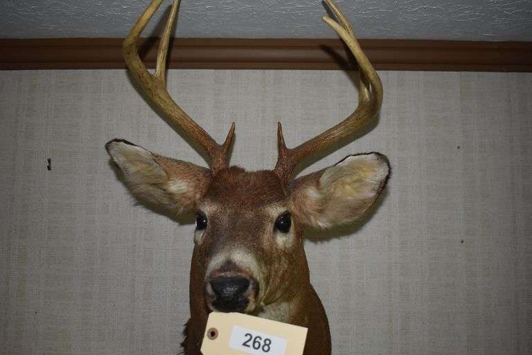 6 point Whitetail buck