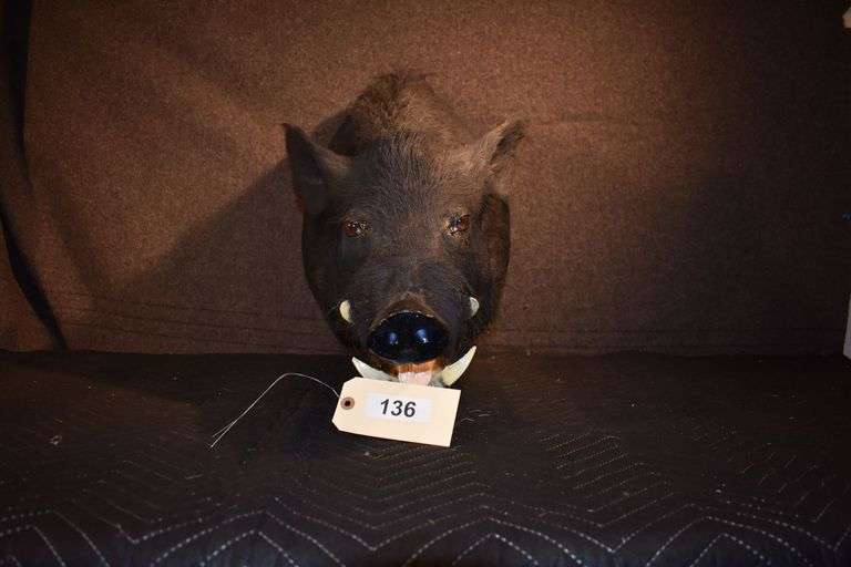 Boar's head (2 pictures)