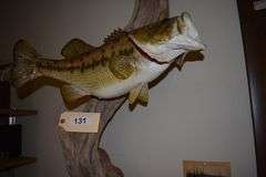 Large mouth bass mounted on driftwood