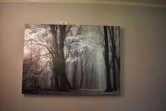 2 forrest prints on canvas  picture 1 39 x 19  picture 2 46 x 33