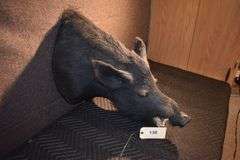 Boar's head (2 pictures)