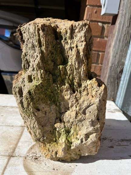 NEW ITEM JUST FOUND IN YARD Petrified Wood Approx 12” X 6”