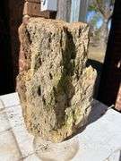 NEW ITEM JUST FOUND IN YARD Petrified Wood Approx 12” X 6”