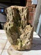 NEW ITEM JUST FOUND IN YARD Petrified Wood Approx 12” X 6”