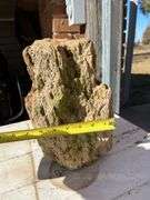 NEW ITEM JUST FOUND IN YARD Petrified Wood Approx 12” X 6”