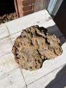NEW ITEM JUST FOUND IN YARD Petrified Wood Approx 12” X 6”