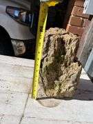 NEW ITEM JUST FOUND IN YARD Petrified Wood Approx 12” X 6”