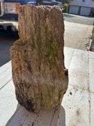 NEW ITEM JUST FOUND IN YARD Petrified Wood Approx 12” X 6”