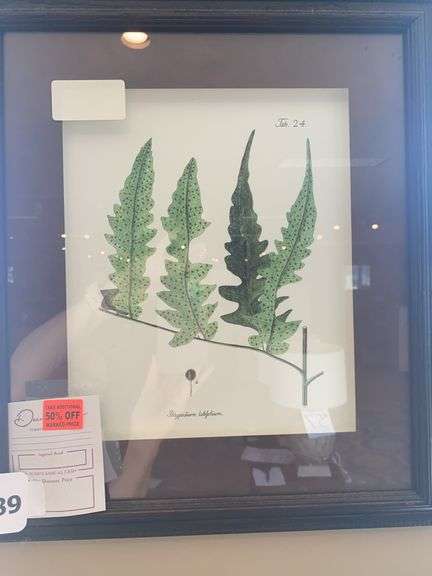 2 WALL PICTURES, 15”w x 17”h, POLYPODIUM LATIFOLIUM, ASPLENIUM LAETIUM image