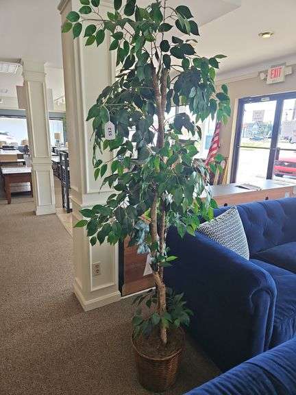 6' FICUS TREE (ARTISTRYACCESSORIES - ACCESSORIES image