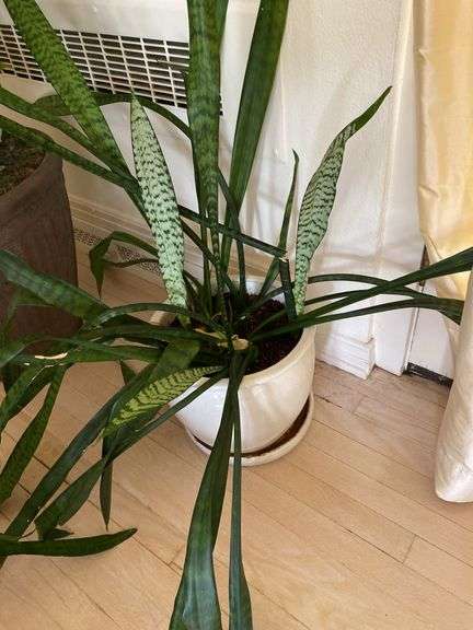 3 live plants in large ceramic planters