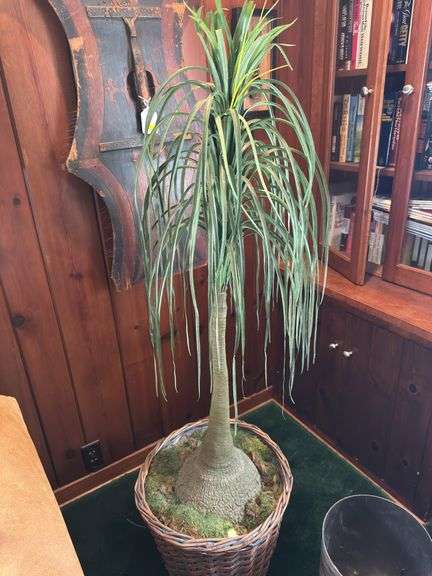 Artificial tree in woven basket 57” tall, trash can