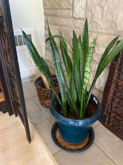 Large blue ceramic planter with live plants in and wicker basket
