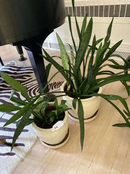3 live plants in large ceramic planters