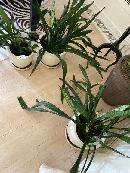 3 live plants in large ceramic planters