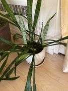 3 live plants in large ceramic planters
